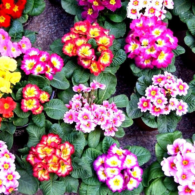 歐洲報(bào)春 歐洲報(bào)春