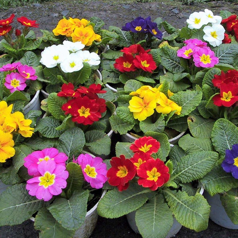 歐洲報(bào)春 歐洲報(bào)春