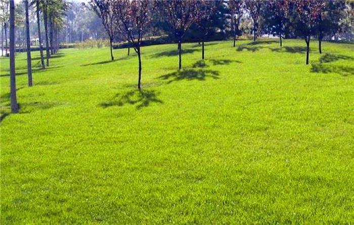 長三角地區(qū)冬季混播草坪養(yǎng)護技術與管理方法