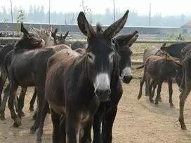 哪些牧草種子養驢比較好？種植率比較高？