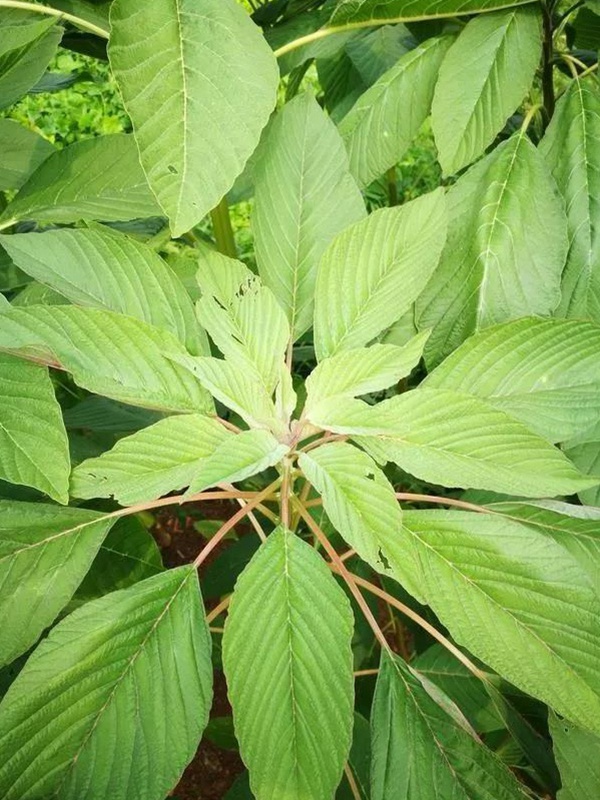 養(yǎng)豬用什么牧草種植比較好? 養(yǎng)豬用什么牧草種植比較好?