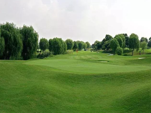 公路護坡常用草坪種子——高羊茅 公路護坡常用草坪種子——高羊茅