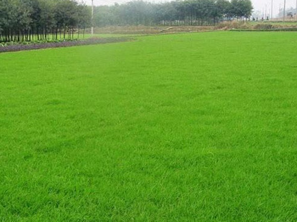 剪股穎綠化草坪種子草簡介基本介紹 剪股穎綠化草坪種子草簡介基本介紹