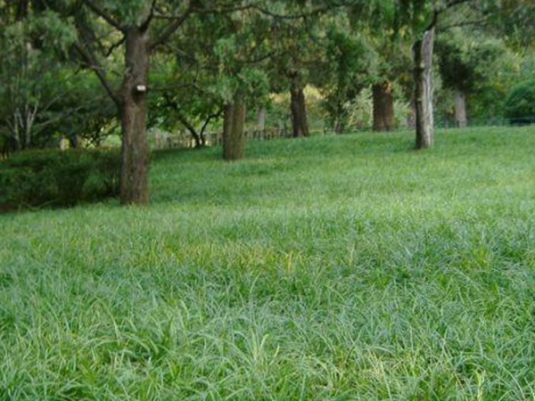 堿茅草種子種植方法是什么，發芽率怎么樣
