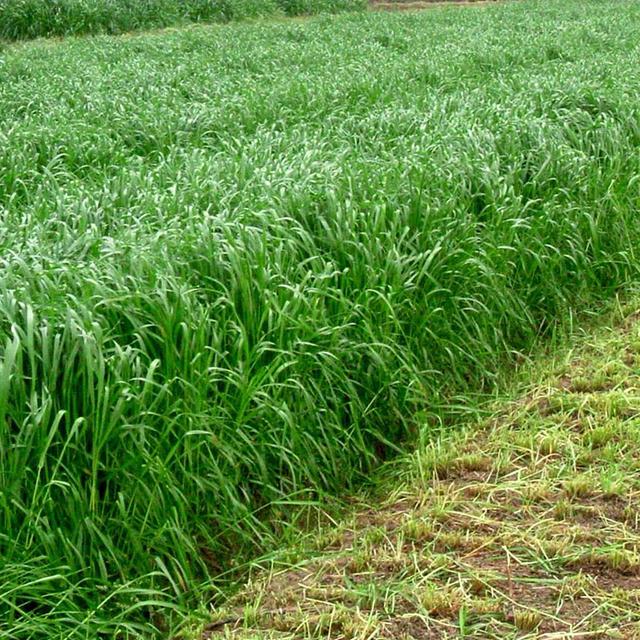 優(yōu)質牧草種黑麥草，生長速度快，產(chǎn)量高，畜牧愛吃