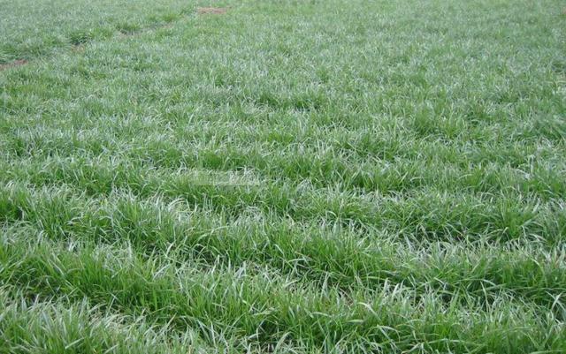 一次種植，多次收益的優質牧草——多年生黑麥草