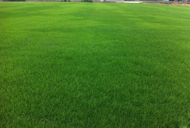 多年生黑麥草在我國的發展形式為何會這么的好？