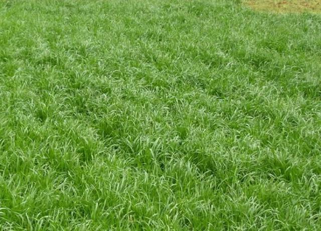 一年生黑麥草種植技術與播種方法
