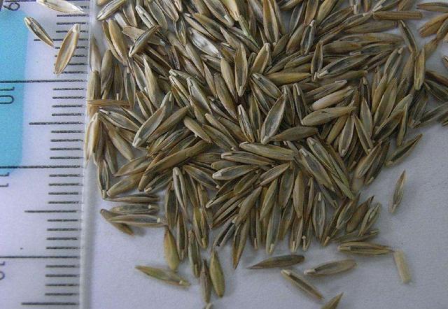 牧草種子——黑麥草什么季節播種比較好 牧草種子——黑麥草什么季節播種比較好