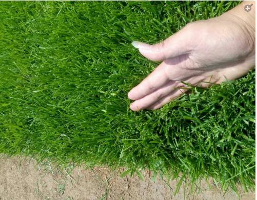 早熟禾草坪雜草發生規律及處理方案! 早熟禾草坪雜草發生規律及處理方案!