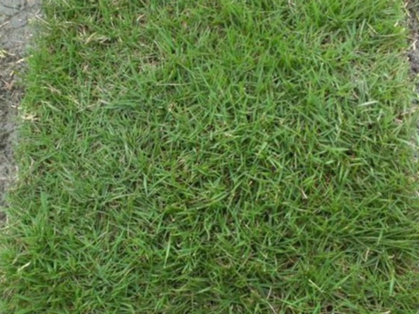 果嶺草草種冬季管理方法以及養護技術的標準