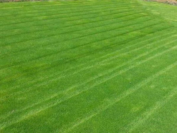 哪個公司有賣百慕大種子？種植后幾天可以發芽？