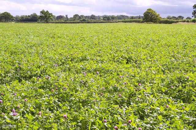想要紅三葉牧草產量高,應該怎么做? 想要紅三葉牧草產量高,應該怎么做?
