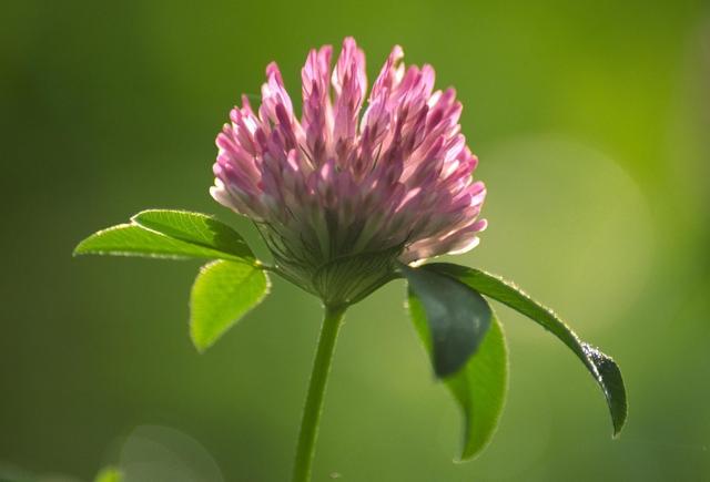 紅三葉種植技術介紹，多樣用處的三葉草