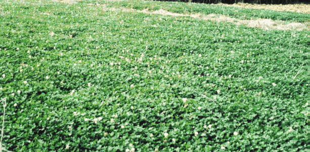 白三葉的種植技術，什么時候種植比較合適