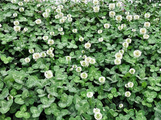 綠化草坪種子種植,白三葉的有點有哪些 綠化草坪種子種植,白三葉的有點有哪些