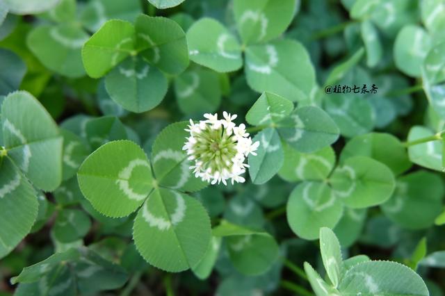 白三葉草,不但栽培,觀賞期長,管理方法簡單而且花繁葉茂 白三葉草,不但栽培,觀賞期長,管理方法簡單而且花繁葉茂