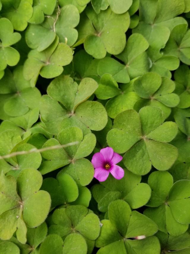 白三葉和紅花酢漿草識別技術要點有哪些 白三葉和紅花酢漿草識別技術要點有哪些