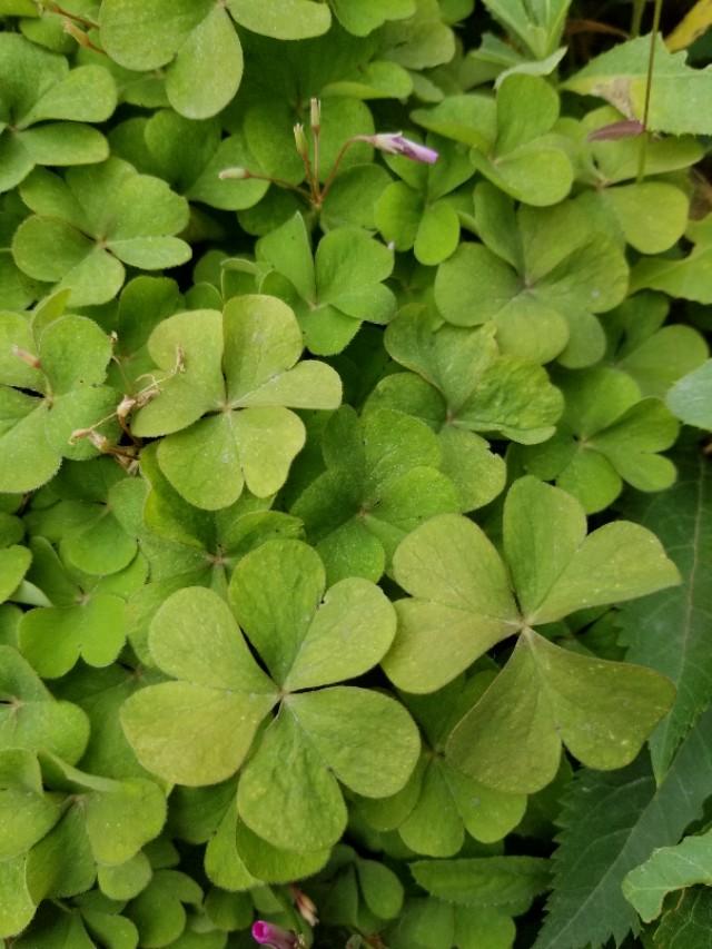 白三葉和紅花酢漿草識別技術要點有哪些 白三葉和紅花酢漿草識別技術要點有哪些