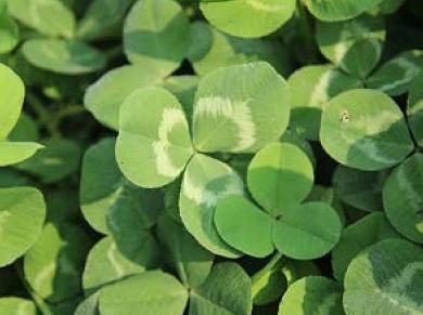 白三葉草栽培方法,這類牧草的栽種有哪些要求? 白三葉草栽培方法,這類牧草的栽種有哪些要求?