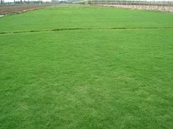 不同氣候地區(qū)怎么選擇綠化草種？有什么好的方法？