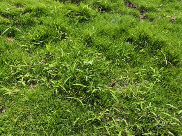 結縷草草坪雜草種植應該注意什么,有哪些好的方法 結縷草草坪雜草種植應該注意什么,有哪些好的方法