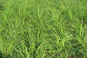 野牛草種植這幾個步驟一定要掌握好，種植就比較簡單