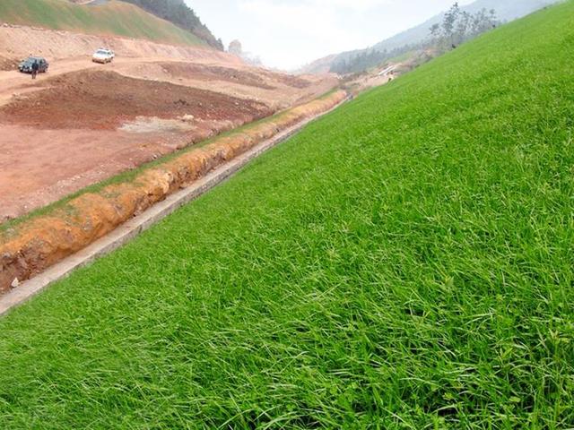 百喜草如何種植，種植方法是什么？