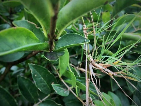 生命力頑強(qiáng)的草,它的名字盡然叫“狗牙根” 生命力頑強(qiáng)的草,它的名字盡然叫“狗牙根”