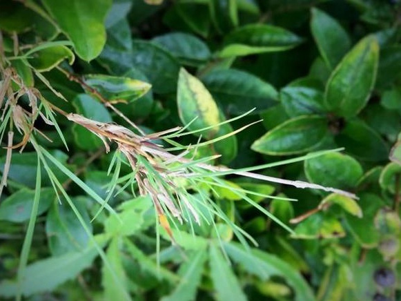 生命力頑強(qiáng)的草,它的名字盡然叫“狗牙根” 生命力頑強(qiáng)的草,它的名字盡然叫“狗牙根”