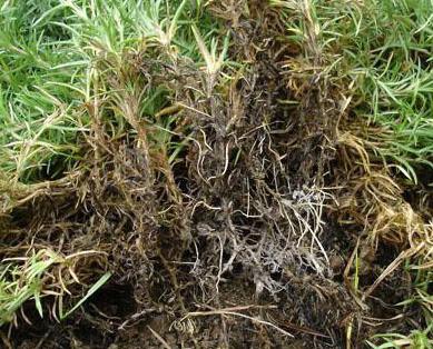 狗牙根春季壞死斑防治要趁早!防治方法是什么? 狗牙根春季壞死斑防治要趁早!防治方法是什么?