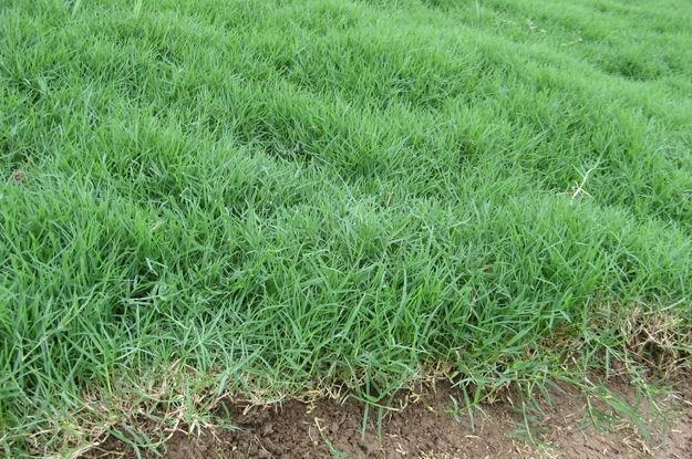 路邊最常見的雜草叫什么?狗牙根要這樣防治 路邊最常見的雜草叫什么?狗牙根要這樣防治