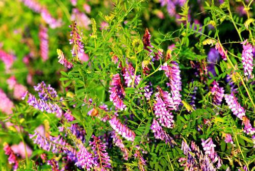 毛苕子的種植技術介紹以及播種時間