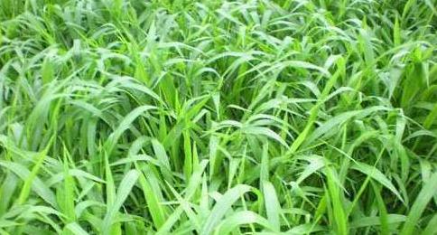 南方適合種植的牧草寬葉雀稗種子，喂牛適合的牧草種子