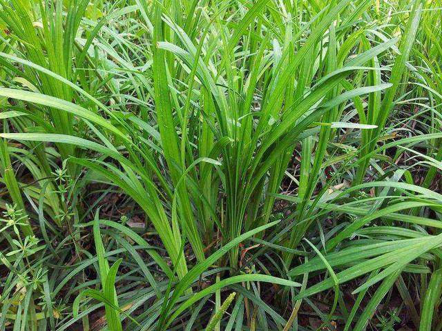 優質牧草——披堿草，具有不同的經濟價值