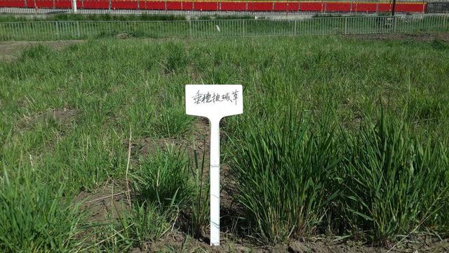 種植披堿草產量高必須掌握了這兩個方法 種植披堿草產量高必須掌握了這兩個方法