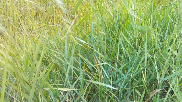 披堿草不僅可以做為一種牧草,還能作為一種防風(fēng)護(hù)沙環(huán)境保護(hù)草 披堿草不僅可以做為一種牧草,還能作為一種防風(fēng)護(hù)沙環(huán)境保護(hù)草