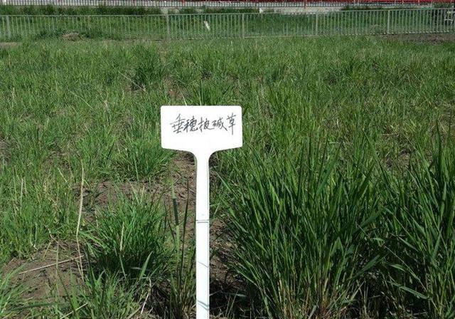 耐活堿草農作物，要知道它的生物特性，種植起來很簡單