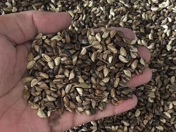 種植墨西哥玉米有這幾個要點，掌握好這幾個要點獲得高產量