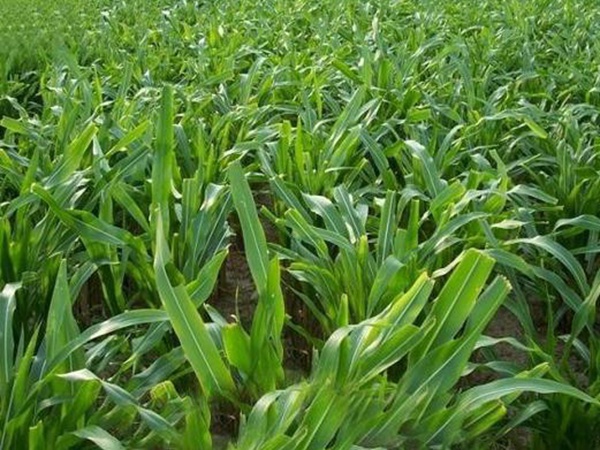 高產(chǎn)牧草墨西哥玉米好種植嗎？種植方法是什么？