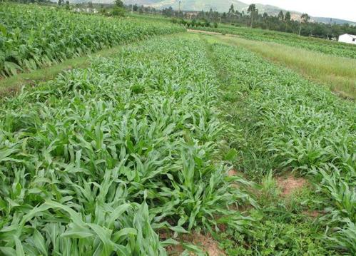 優質牧草墨西哥玉米草適合在哪里種植比較好