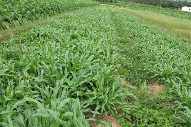 墨西哥飼用玉米種植有何技術(shù)特點? 墨西哥飼用玉米種植有何技術(shù)特點?