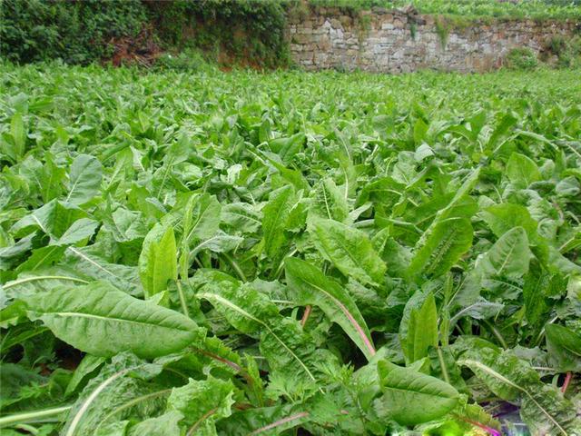 菊苣的主要價值及種植技術介紹 菊苣的主要價值及種植技術介紹