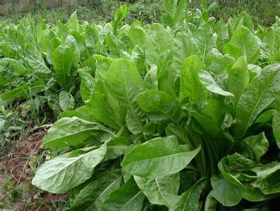 優質牧草推薦---菊苣基本介紹