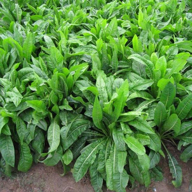 菊苣草可以養(yǎng)殖雞鴨鵝豬魚，是多年生的嗎