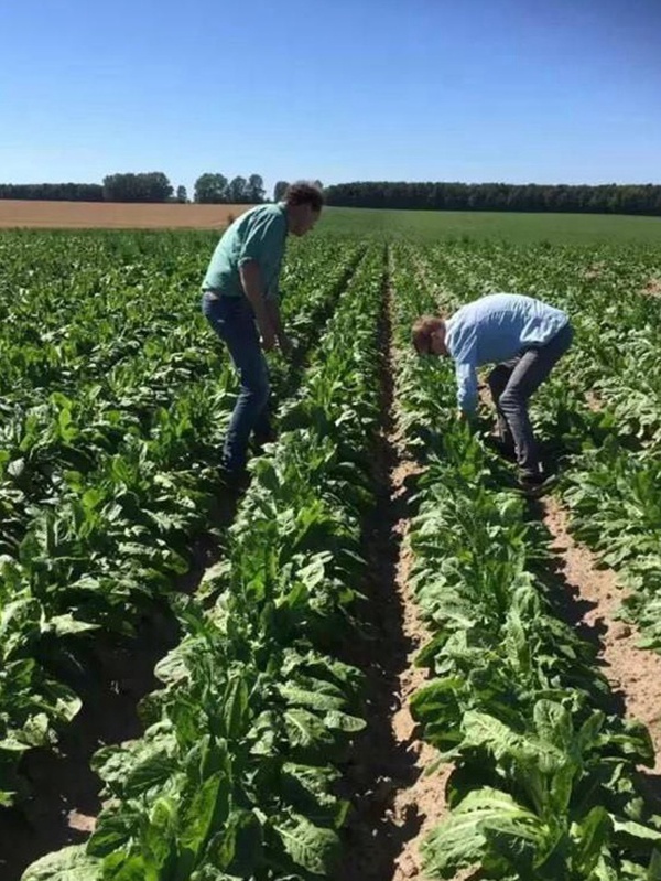 種植菊苣搞養殖技術是什么可以提高產量 種植菊苣搞養殖技術是什么可以提高產量