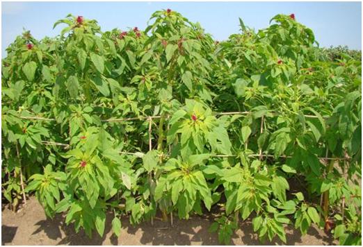 優質牧草——籽粒莧栽培管理技術與播種方法 優質牧草——籽粒莧栽培管理技術與播種方法