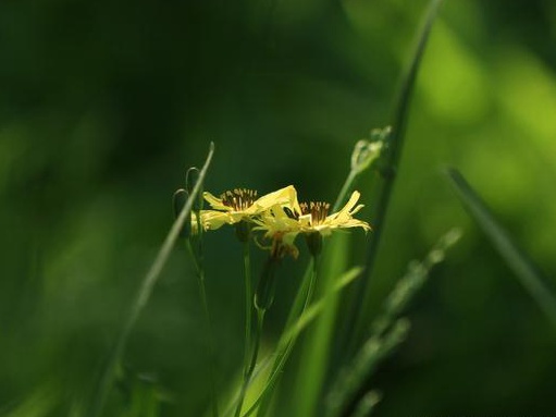 苦荬菜栽培技術(shù)與種植環(huán)境要求