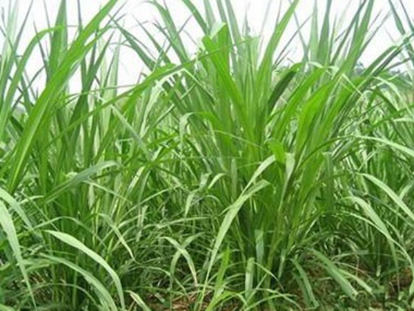 養殖用牧草種子播種量和播種技術是什么