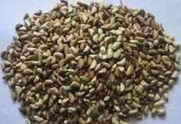 草木犀種植方法及特點介紹，什么時候種植比較好